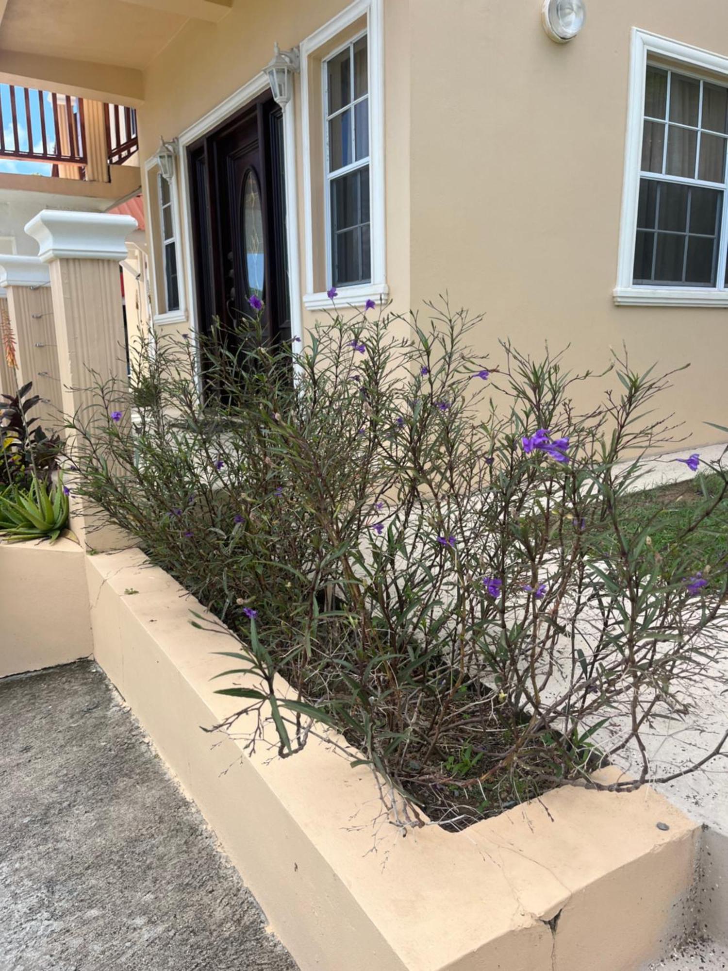 Ferienwohnung Belle Breeze Haven Gros Islet Exterior foto